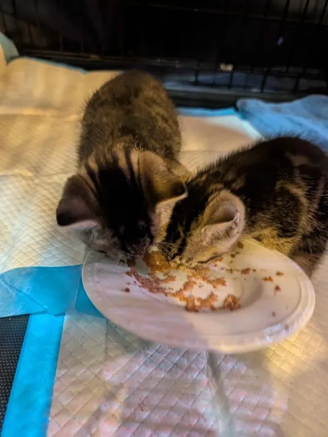A baby medium-sized male Tabby (Buff / Tan / Fawn) Domestic Short Hair cat named Cocktail Litter for adoption in Weehawken, NJ