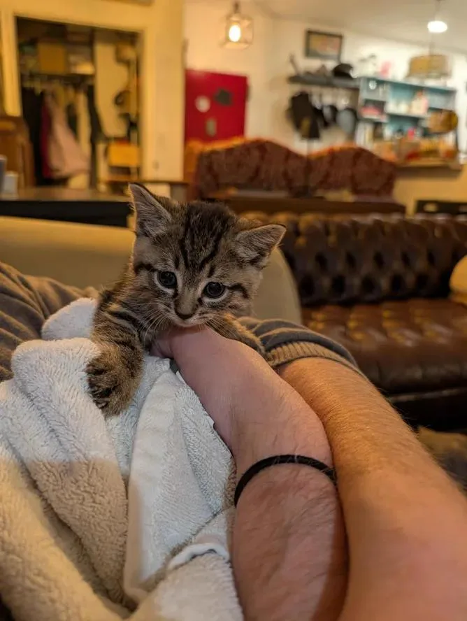 Cocktail Litter thumbnail 2