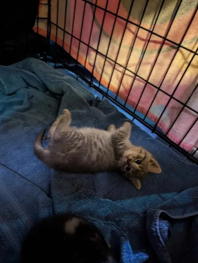 Cocktail Litter thumbnail 3