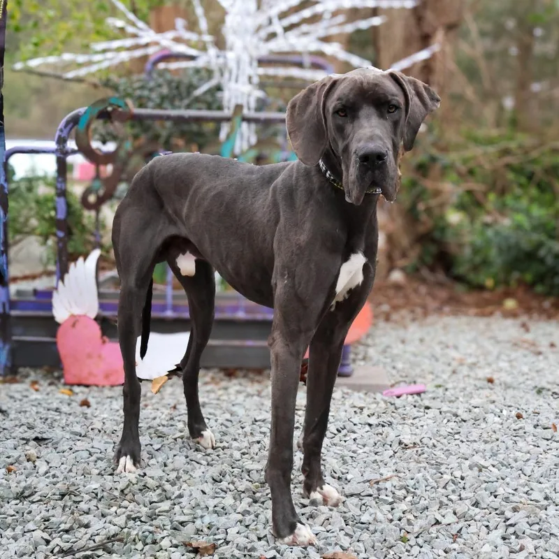 An adult extra large-sized male Great Dane dog named Hagrid for adoption in Wake Forest, NC