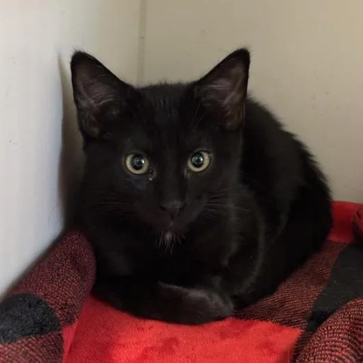 A baby small-sized female Black Domestic Short Hair cat named Raven for adoption in Hawthorne, CA