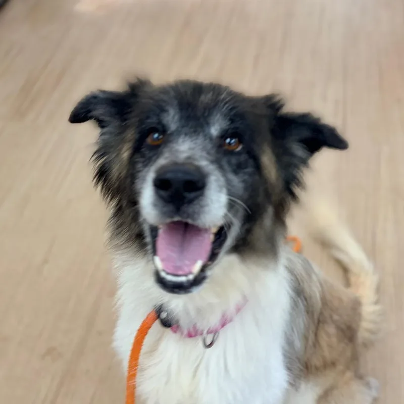 An adult medium-sized female Sable Great Pyrenees dog named Toasted Marshmallow for adoption in Aldie, VA