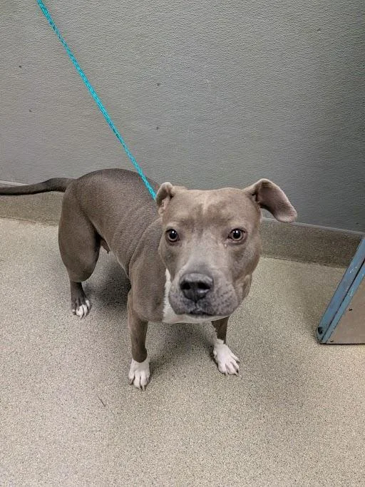 An adult medium-sized female Pit Bull Terrier dog named Pebbles for adoption in Las Vegas, NV