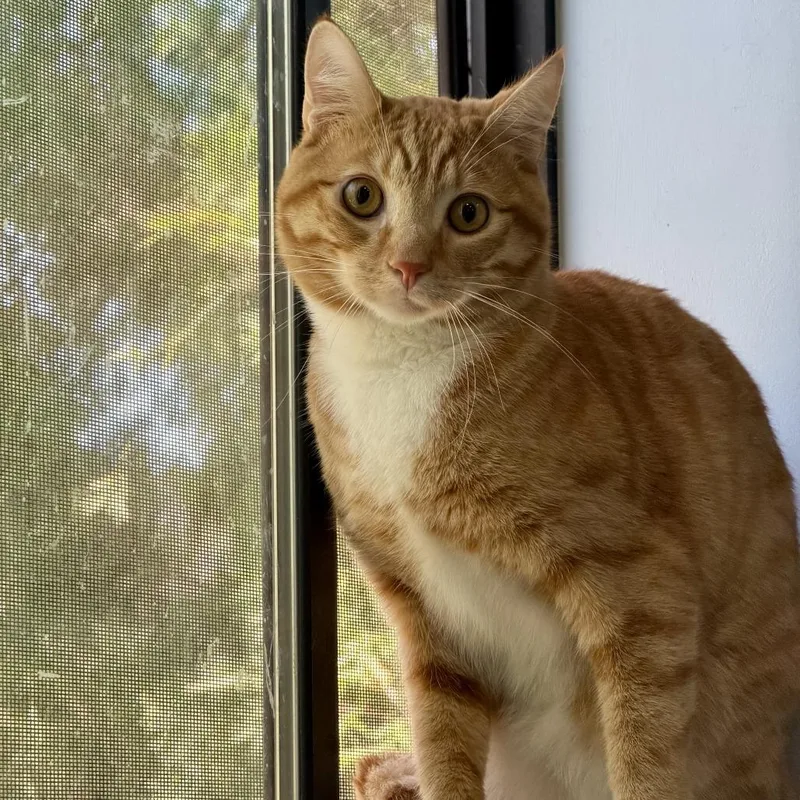 An adult small-sized male Orange / Red Domestic Short Hair cat named Archie for adoption in Los Angeles, CA