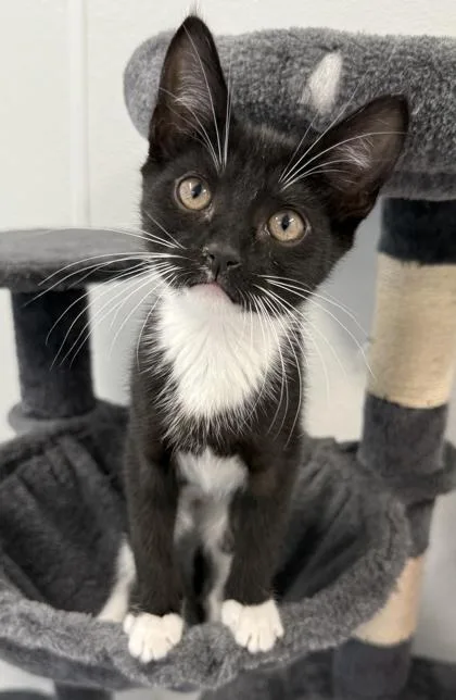 A baby small-sized female Domestic Short Hair cat named Mobile for adoption in Venice, FL