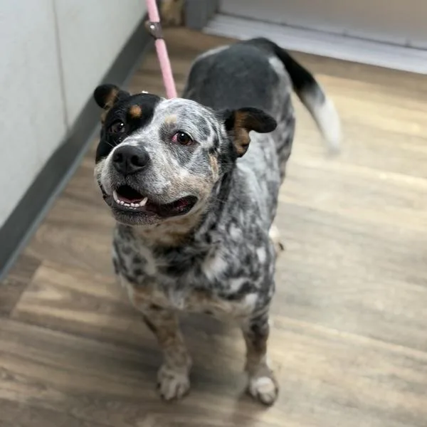 An adult medium-sized male Australian Cattle Dog / Blue Heeler dog named Brick for adoption in San Diego, CA