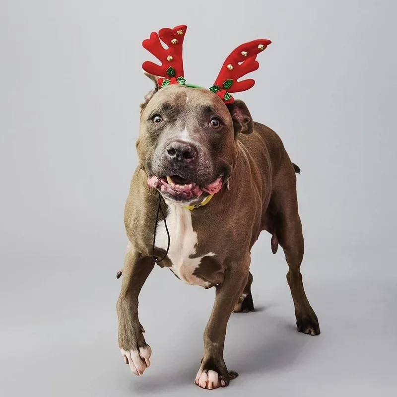 A senior large-sized male Mixed Breed dog named Blue Shell for adoption in Long Island City, NY