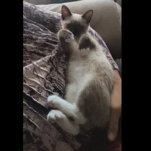 A baby small-sized male Cream / Ivory Domestic Short Hair cat named Chai for adoption in Prescott, AZ