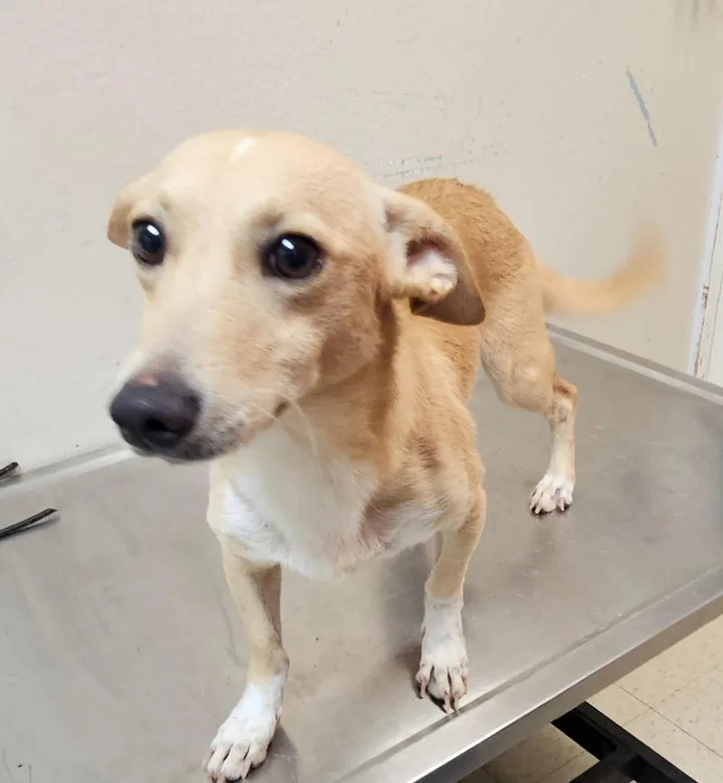 An adult medium-sized male Terrier dog named Jackson for adoption in Mocksville, NC