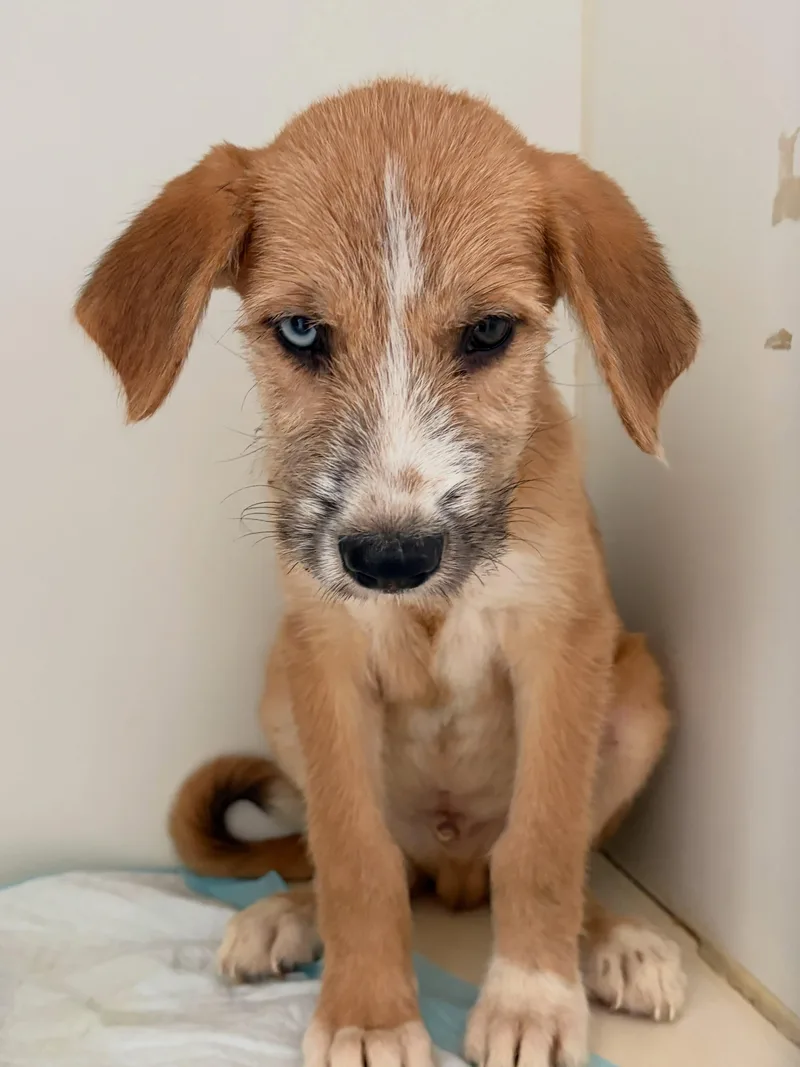 A baby medium-sized male English Springer Spaniel dog named Hank for adoption in Poway, CA