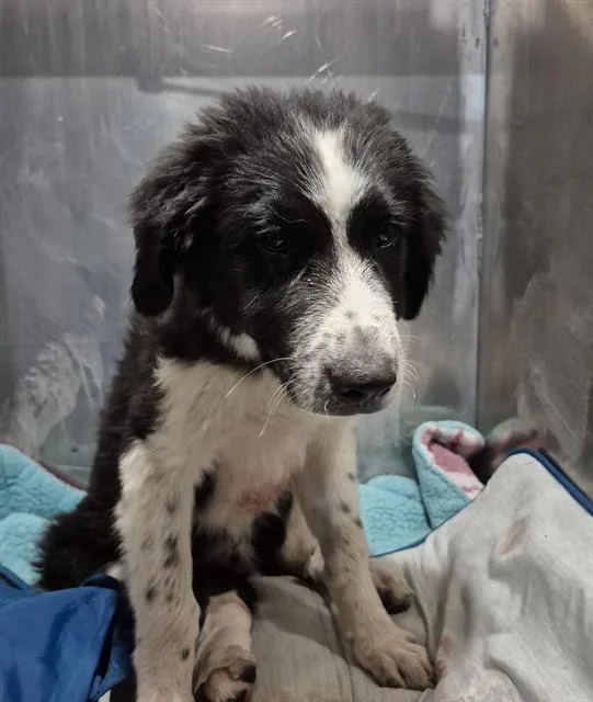 A baby medium-sized male Australian Shepherd dog named Teddy Roosevelt for adoption in San Antonio, TX