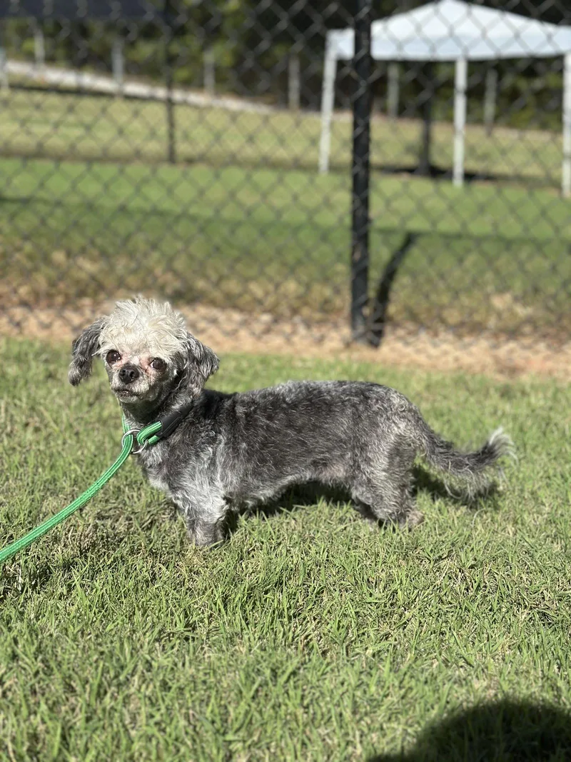 An adult small-sized female Poodle dog named Lil Dolly Sep for adoption in Pacolet, SC
