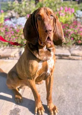 A young large-sized male Bloodhound dog named Funny Bone for adoption in Leawood, KS