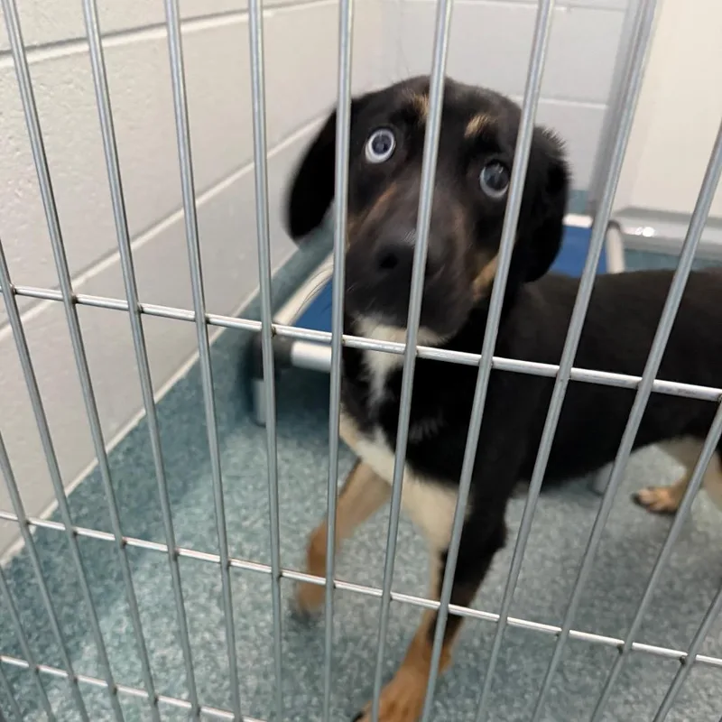 A young small-sized female Black German Shepherd Dog dog named Future for adoption in Greensboro, NC