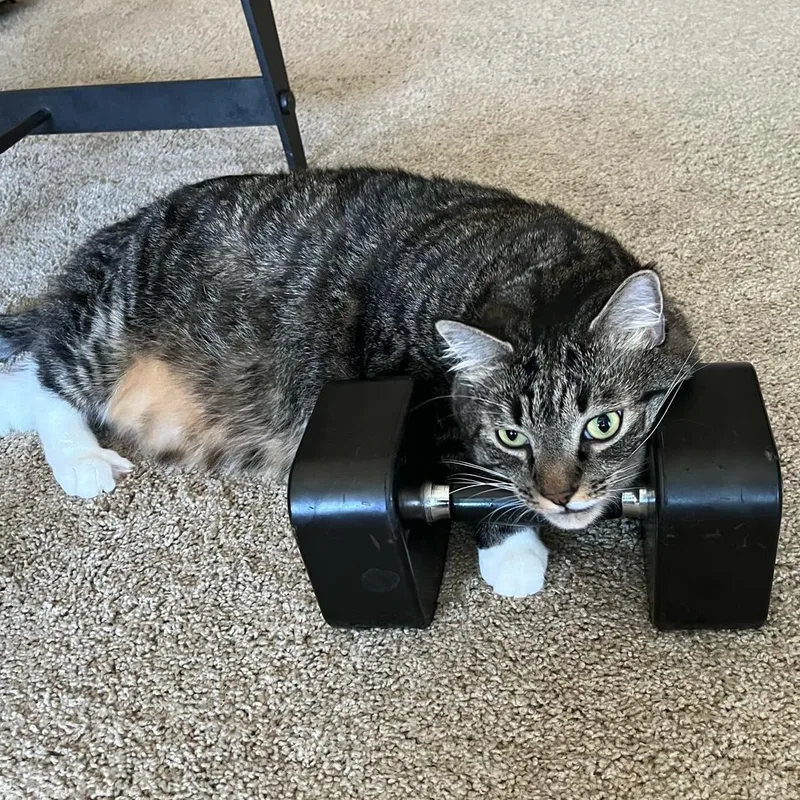 An adult extra large-sized male Tabby (Buff / Tan / Fawn) Domestic Medium Hair cat named Mr. Fluffy Ball Franklin for adoption in Ridgefield, WA