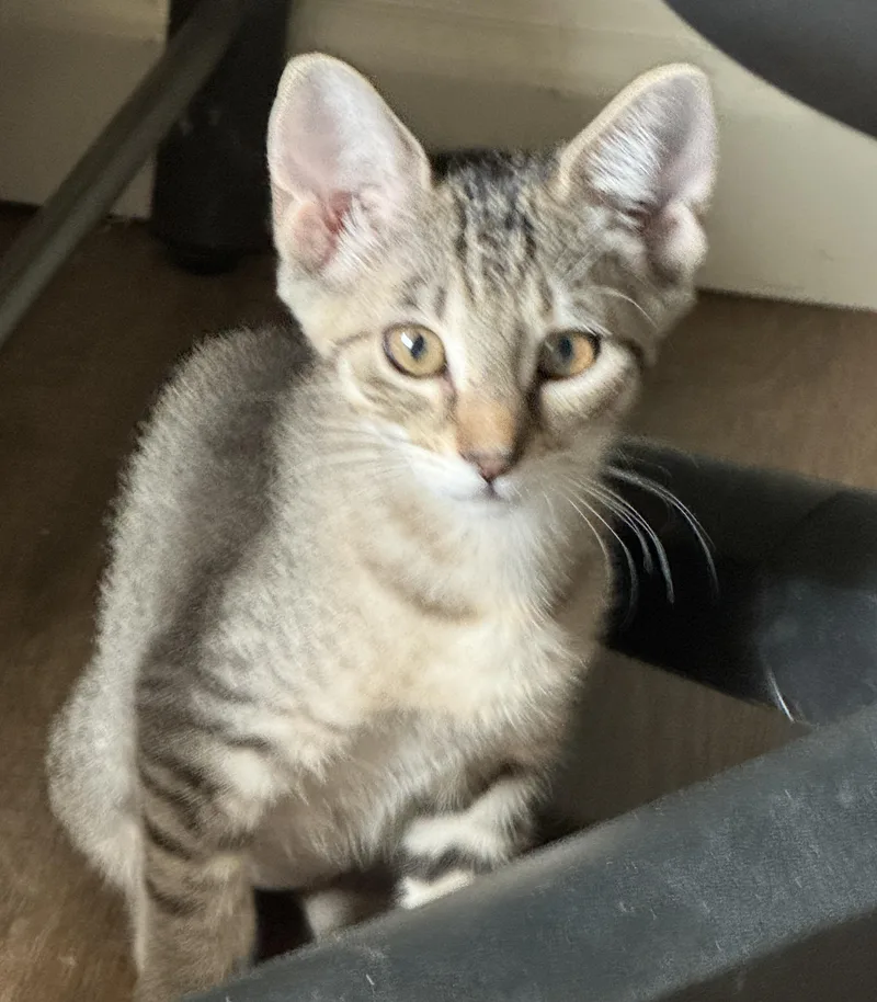 A baby medium-sized female Gray / Blue / Silver Tabby cat named Selene for adoption in Noble, OK