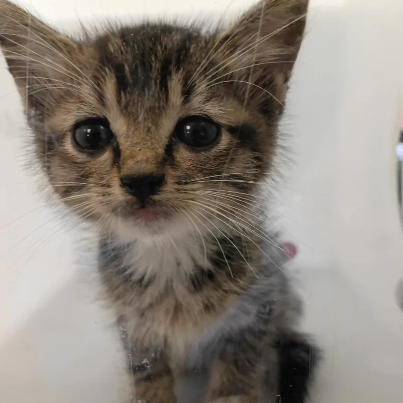 A baby small-sized male Gray / Blue / Silver Domestic Medium Hair cat named Leo for adoption in Columbus, GA