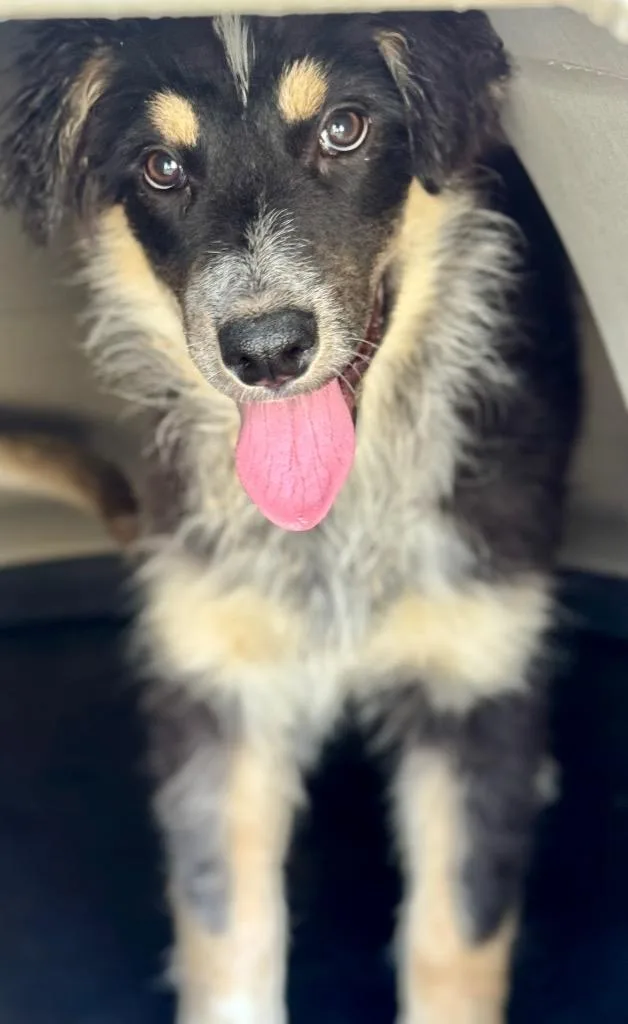 A baby medium-sized female Australian Shepherd dog named Emma Glamour for adoption in Fort Lupton, CO