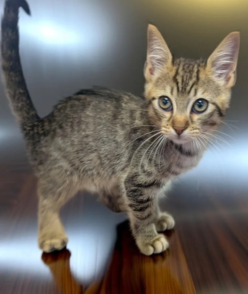 A baby small-sized male Domestic Short Hair cat named Lucas for adoption in Fort Myers, FL