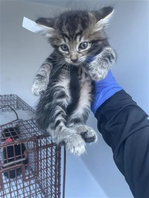 A baby small-sized male Domestic Medium Hair cat named A for adoption in Houston, TX