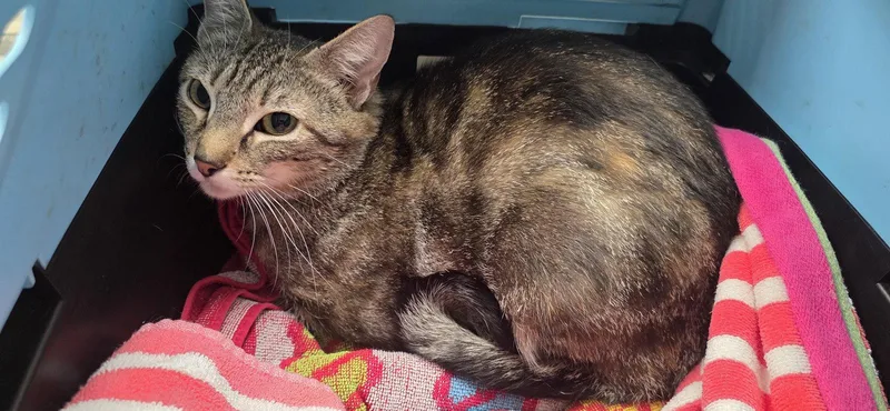 An adult medium-sized female Domestic Short Hair cat named Piper for adoption in Lancaster, PA