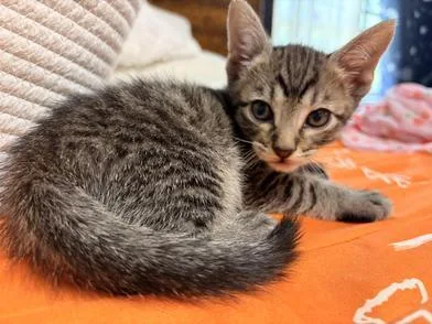 A baby small-sized male Tabby (Brown / Chocolate) Domestic Medium Hair cat named Benito for adoption in Liverpool, TX