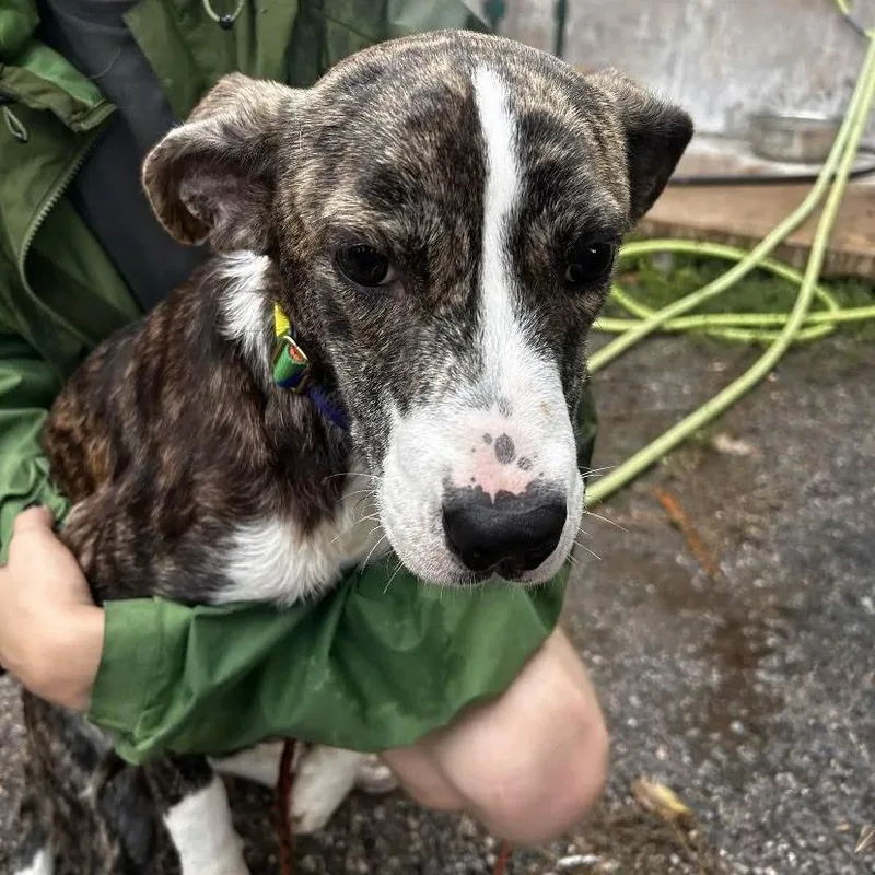 A young medium-sized male Brown / Chocolate Plott Hound dog named Elevator Repairman for adoption in Austin, TX