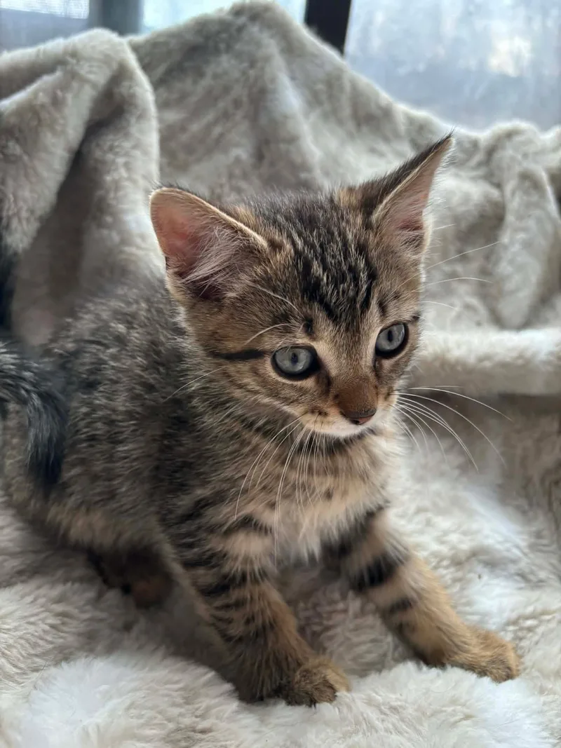 A baby small-sized male Domestic Long Hair cat named Baby for adoption in Canton, CT