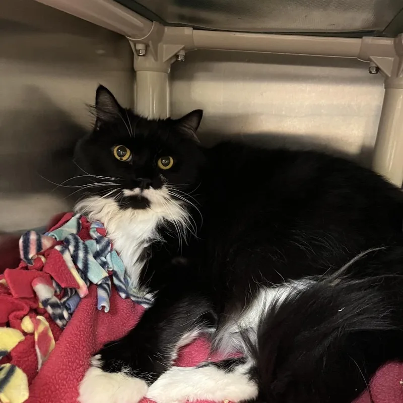 A senior extra large-sized female Black Domestic Medium Hair cat named Adaline for adoption in Bedford, NH