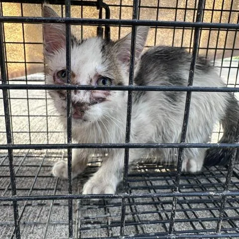 A baby small-sized male Brown / Chocolate Domestic Short Hair cat named Smoothie for adoption in Huntington, WV