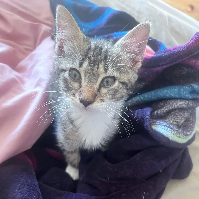A baby medium-sized male Tabby (Buff / Tan / Fawn) Domestic Short Hair cat named Charlie for adoption in Easley, SC