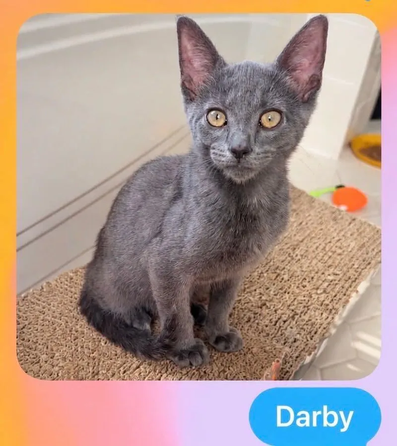 A baby small-sized male Gray / Blue / Silver American Shorthair cat named Dempsey Darby for adoption in East Orange, NJ