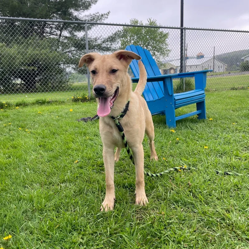 A baby medium-sized male German Shepherd Dog dog named Sugar for adoption in Philadelphia, PA