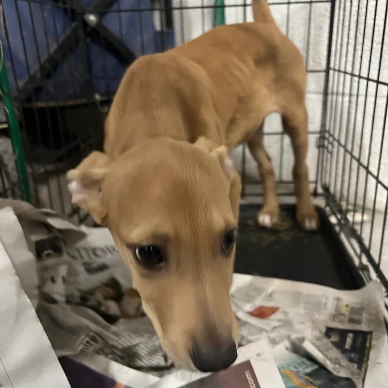 A baby small-sized female Yellow / Tan / Blond / Fawn Shepherd dog named Kangaroo for adoption in Edinburg, TX