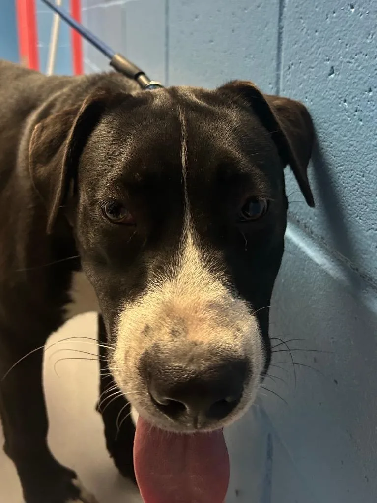 A young medium-sized male Pit Bull Terrier dog named Wally for adoption in Hartsville, SC