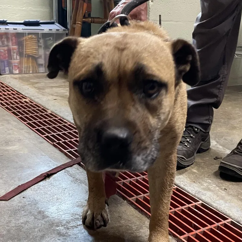 An adult medium-sized female Apricot / Beige Mixed Breed dog named Dolly for adoption in Eureka Springs, AR