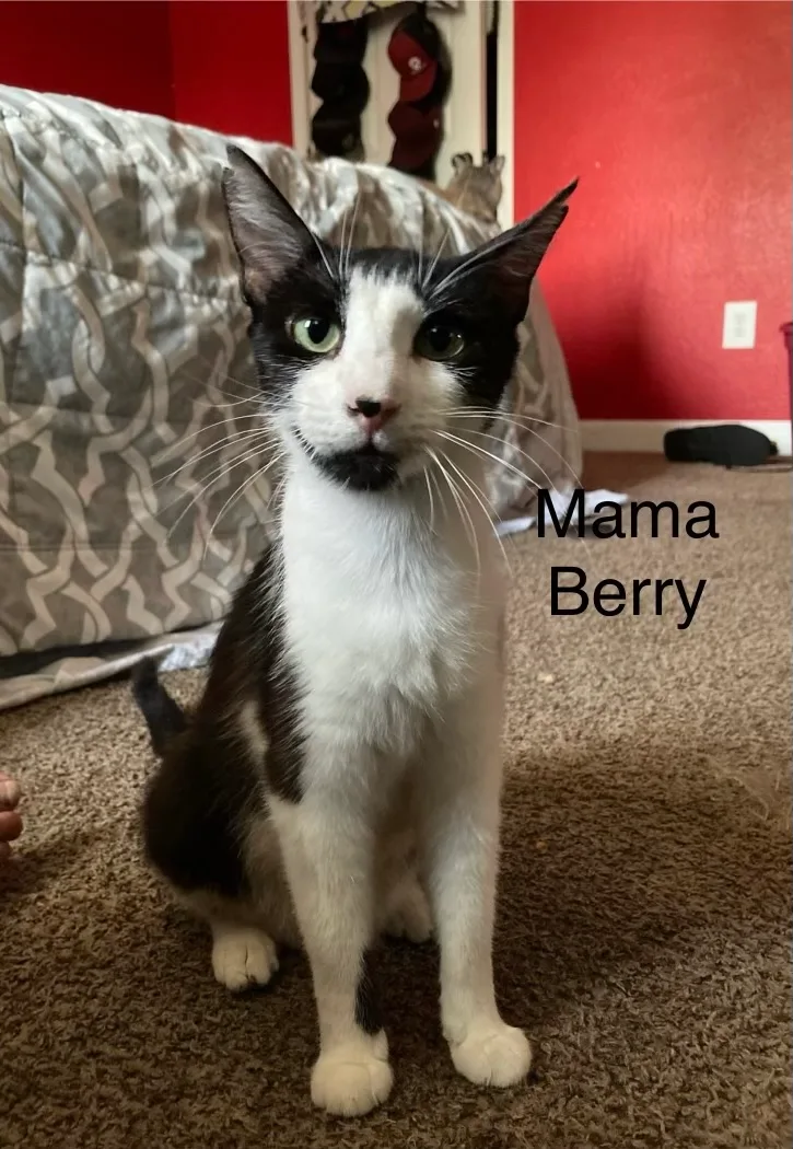 An adult medium-sized female Black & White / Tuxedo Domestic Short Hair cat named Mama Berry for adoption in Broken Arrow, OK