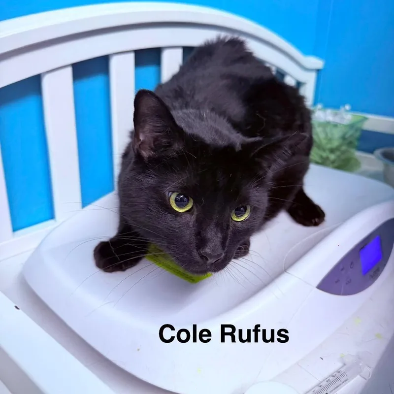 An adult large-sized male Domestic Short Hair cat named Cole Ruffus for adoption in Utica, MI