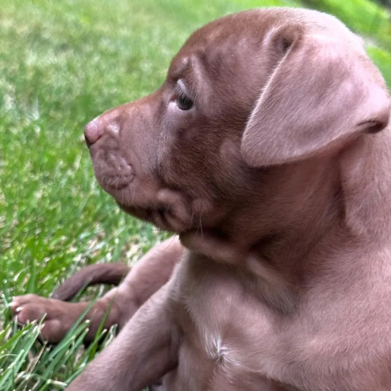 A baby small-sized female Brown / Chocolate Mixed Breed dog named Bean for adoption in Rockville, MD