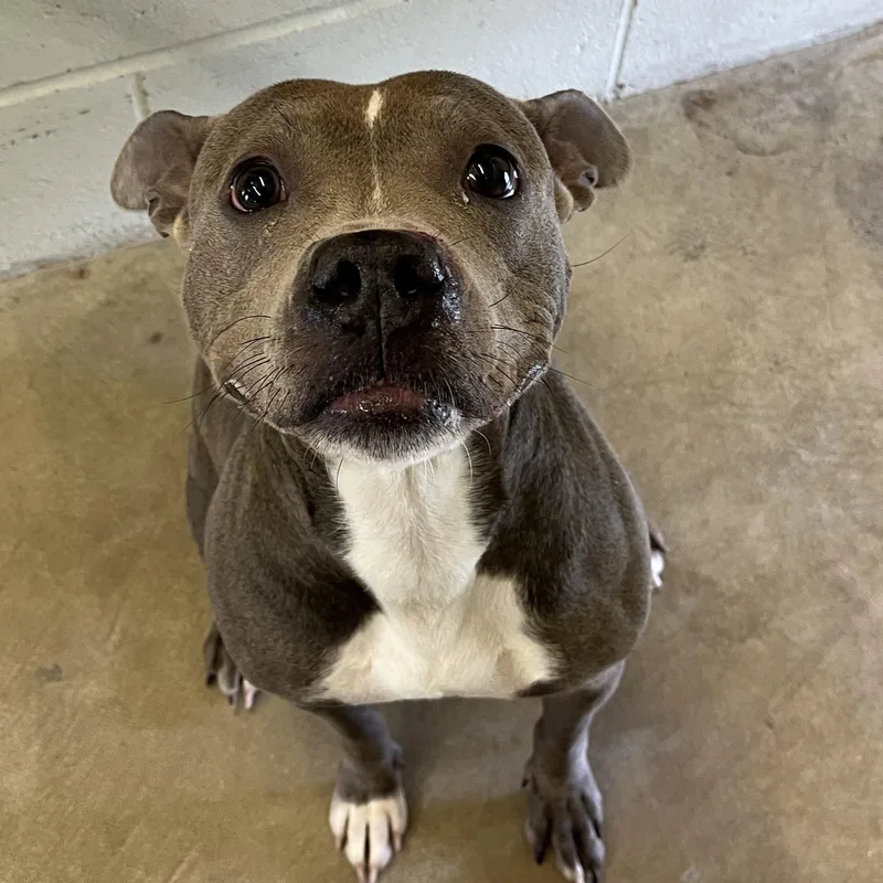 An adult medium-sized female American Staffordshire Terrier dog named Tinker for adoption in Godfrey, IL
