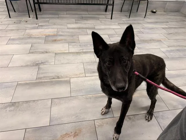 An adult medium-sized male German Shepherd Dog dog named Max for adoption in Charlotte, NC