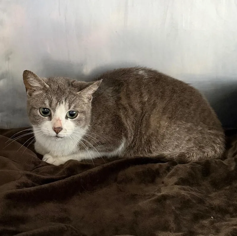 A young medium-sized female Domestic Short Hair cat named Pearl for adoption in Pierceton, IN