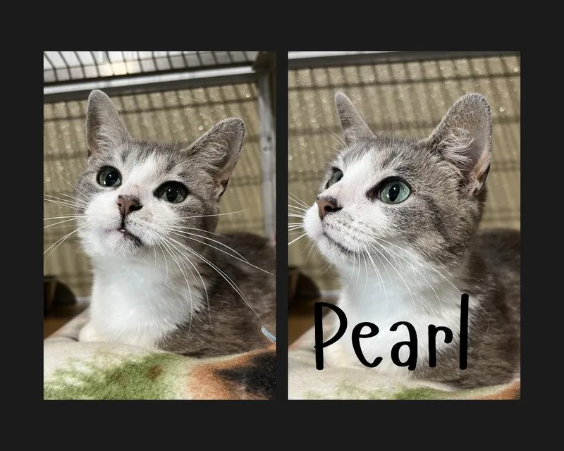 Pearl thumbnail 2