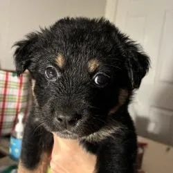 A baby medium-sized female Black Mixed Breed dog named Katie for adoption in Tulsa, OK