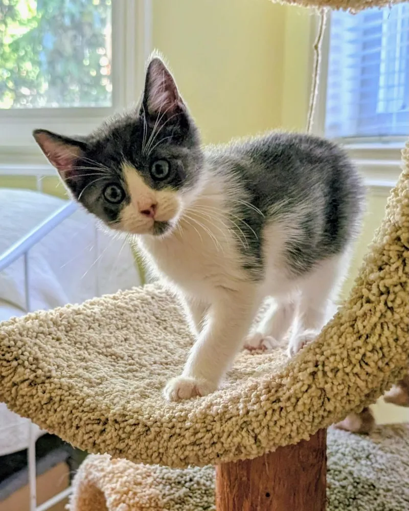 A baby small-sized male Domestic Short Hair cat named Sun for adoption in San Francisco, CA