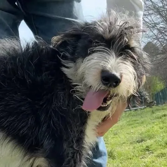 An adult medium-sized male Black Border Terrier dog named Bingo for adoption in Little Rock, AR