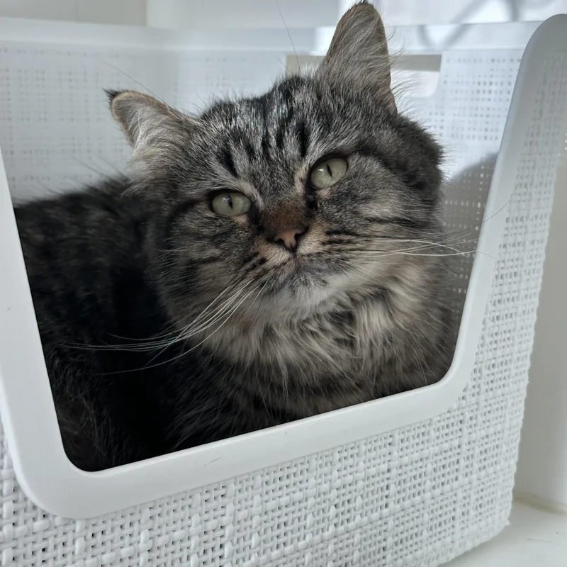 An adult medium-sized female Tabby (Brown / Chocolate) Domestic Medium Hair cat named Alaja for adoption in Manassas, VA