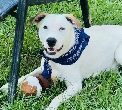An adult medium-sized male Mixed Breed dog named Diego $ for adoption in Seneca, SC
