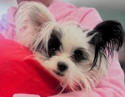 A young small-sized male Papillon dog named Cheesy Michael for adoption in Pendleton, OR