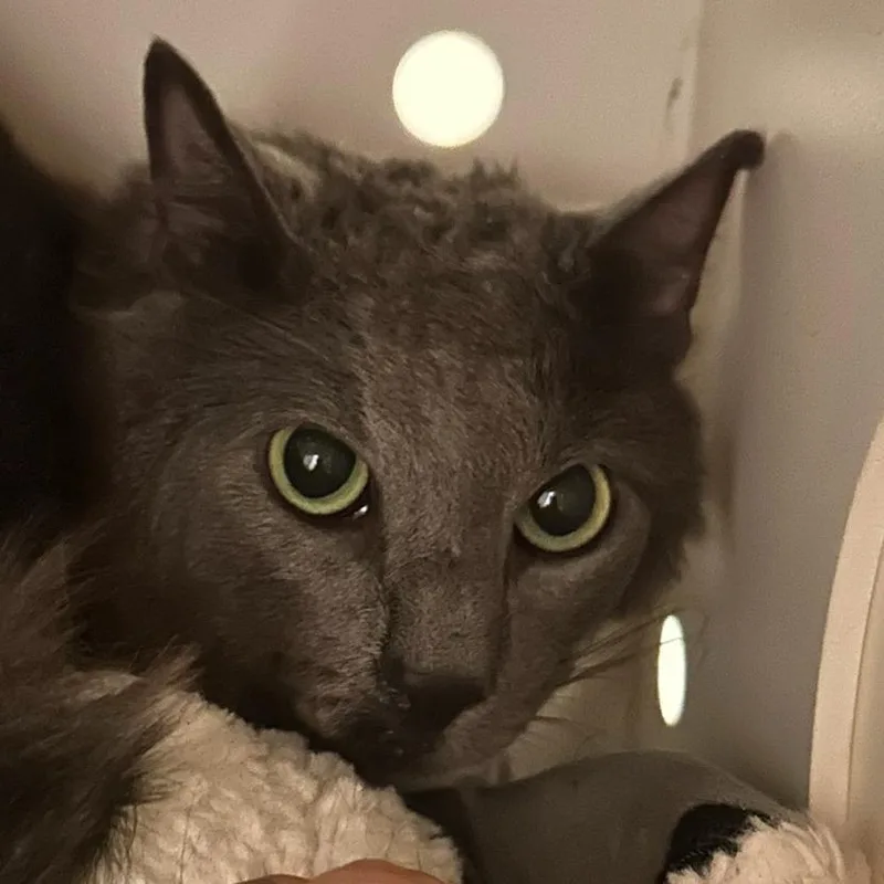 Eugene